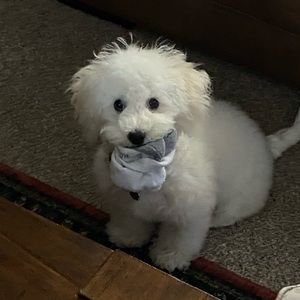 Meet your Posher, Norma